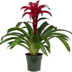 A red bromeliad plant in a green pot.