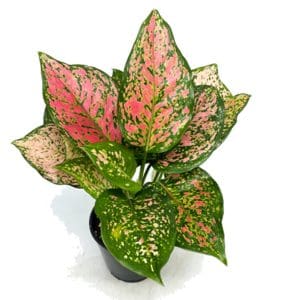 A colorful Aglaonema plant with pink and green leaves.