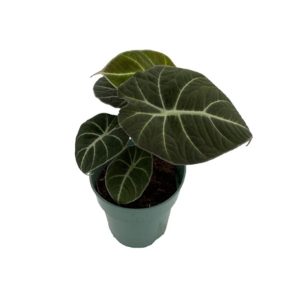 Alocasia plant with dark green leaves in a small pot.