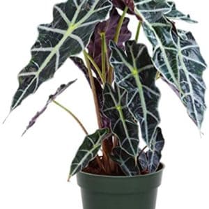 Alocasia plant with dark green, arrow-shaped leaves in a green pot.