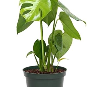 Green monstera plant in a black pot with healthy leaves.