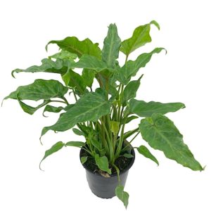 Philodendron Xanadu with long arrowhead leaves