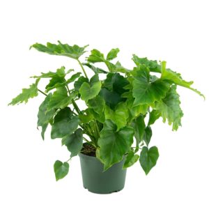 Green leafy plant in a green pot.