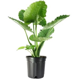 Large elephant ear plant in black nursery pot