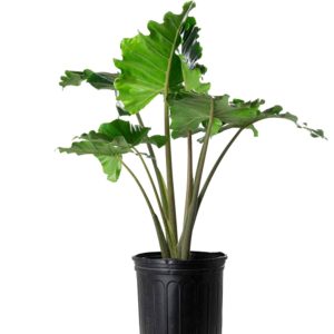 A potted green plant with large, broad leaves.