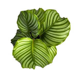 A cluster of green Calathea Orbifolia leaves with distinctive stripes.