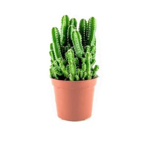 A green cactus in a brown pot against a white background.
