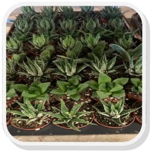 Rows of small green plants in pots arranged on a shelf.