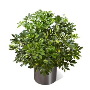 Variegated schefflera in modern gray planter