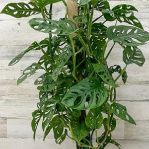Swiss cheese vine climbing a stake