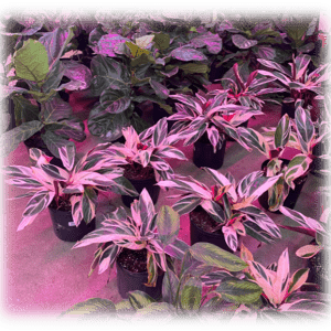 A cluster of vibrant purple and pink variegated plants in pots on a table.