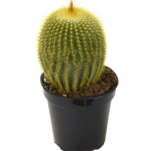 Golden barrel cactus in a black pot.