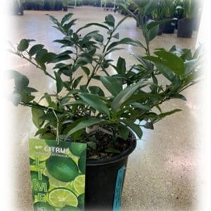 Potted kaffir lime plant with green leaves and a label.