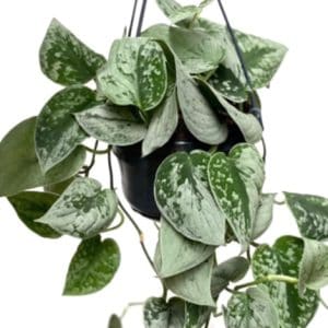 Silver satin pothos plant with heart-shaped leaves in a hanging pot.