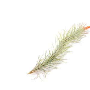 A delicate green fern leaf with a hint of orange on one tip.