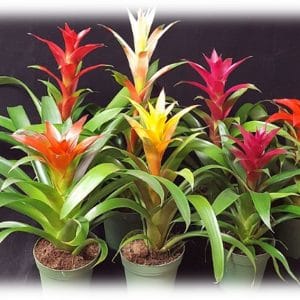 Colorful bromeliad plants in pots with vibrant flowers.