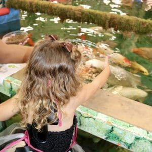 A child feeds colorful koi fish in a pond.