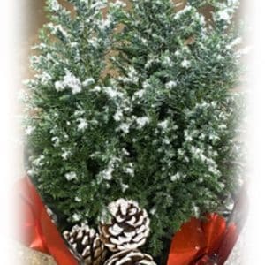 Snow-covered pinecones and evergreen branches create a festive winter scene.