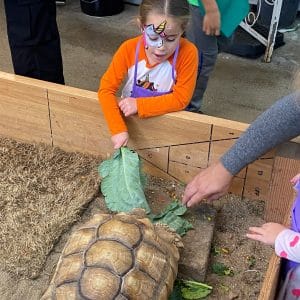 Child with face paint feeding a tortoise with a green glove.