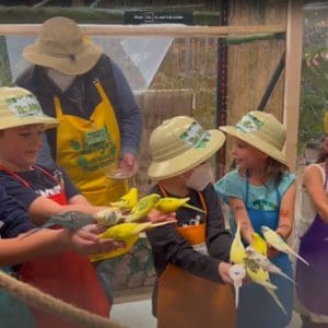 Children feeding colorful birds at an outdoor aviary.
