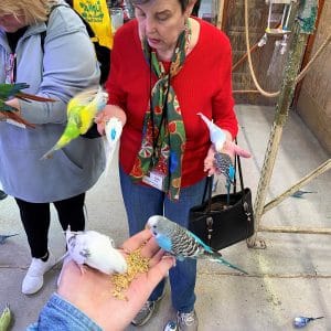 A woman feeding colorful budgerigars from her hand indoors.