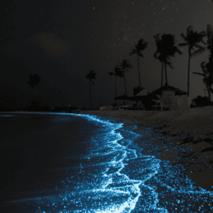 Bioluminescent Beaches 2026 Guide to Glowing Water