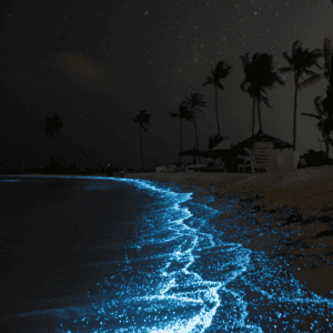 Bioluminescent Beaches 2026 Best Spots Guide