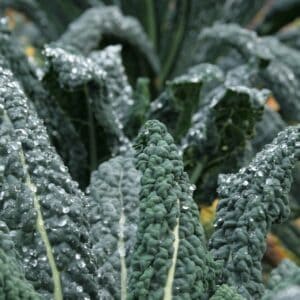 Dark, long leaves of heritage kale ‘Nero di Toscana’, a sweet and delicate Italian variety also known as Dinosaur Kale.