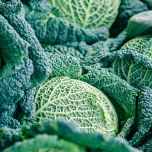 Crinkled, firm winter heads of Savoy cabbage ‘Vertus’, a hardy heritage variety ideal for cold-season harvests.