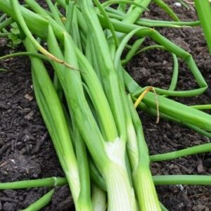 Spring Onion 'White Lisbon'