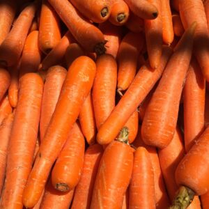 Smooth, bright orange roots of carrot ‘Nantes 2’, a sweet heritage variety known for its tenderness and uniform growth.