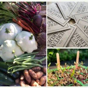 Heritage vegetable harvest, seed packets and seedlings from the Heritage Garden Seeds monthly seed subscription box
