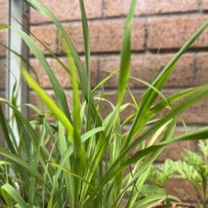 tall green stalks of lemongrass