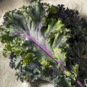 Purple-veined leaves of heritage kale ‘Red Russian’, a cold-tolerant variety with a mild, sweet flavour.