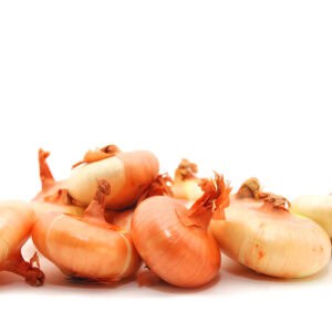 Small, golden, flattened bulbs of heritage onion ‘Borettana’, a traditional Italian variety known for its sweetness and flavour.