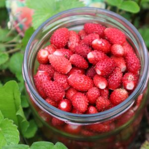small red fruits of strawberry ‘Mignonette’, a heritage alpine variety grown for sweet flavour and continuous harvests