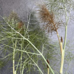 feathery bronze foliage of fennel (Foeniculum vulgare), an aromatic heritage herb grown for edible leaves and pollinator-friendly flowers