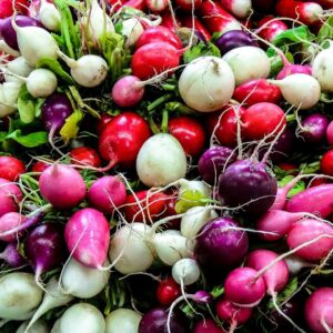 mix of colourful radishes in red, pink and white from ‘Rainbow Mixed’, a fast-growing heritage variety ideal for salads