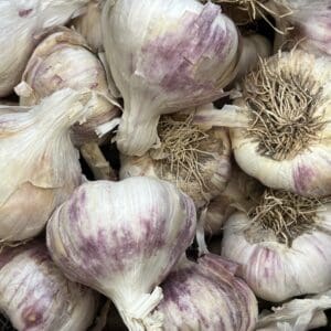 Garlic 'Germidour'