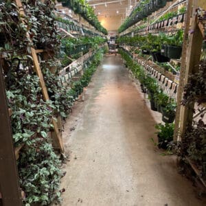 Grand Selection of Hanging Baskets-Wandering Jew+ Golden Pothos