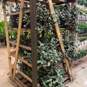 Premium 10 inch Wandering Jew Hanging Basket
