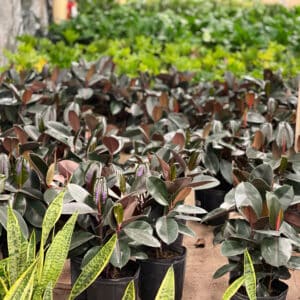 Ficus Burgundy Tropicals