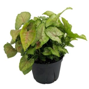 Potted Syngonium plant with green and variegated leaves.