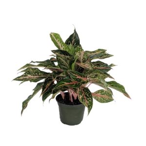 A small potted Aglaonema plant with variegated green and pink leaves.