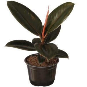 A potted rubber plant with dark green leaves and a red stem.