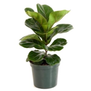 A healthy fiddle leaf fig plant in a green pot.