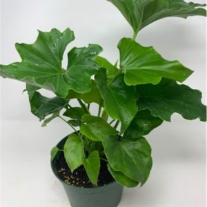 A healthy potted plant with large green leaves against a plain background.