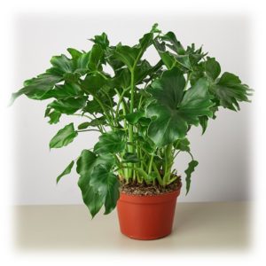 A healthy green potted plant with broad leaves against a plain background.