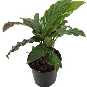 A potted Calathea plant with large green leaves and brown edges.