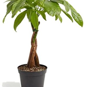 A braided money tree plant in a black pot with green leaves.